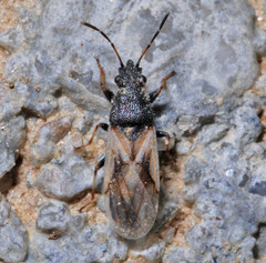 Metopoplax origani
