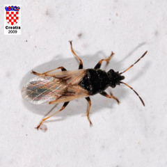 Metopoplax origani