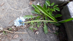 Puschkinia scilloides