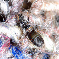 Microplax interrupta