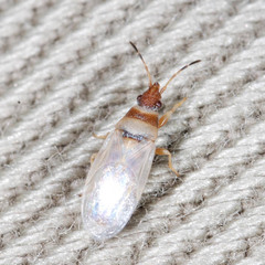 Oxycarenus pallens