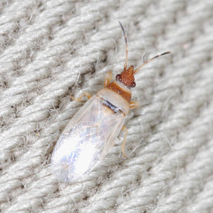 Oxycarenus pallens