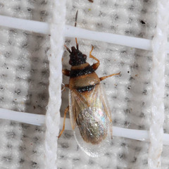 Oxycarenus pallens