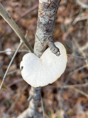 Neofavolus americanus