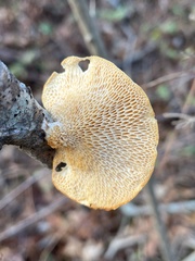 Neofavolus americanus