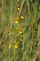 Eulophia speciosa