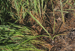 Eulophia speciosa