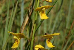 Eulophia speciosa