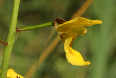 Eulophia speciosa