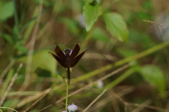 Neurothemis fluctuans