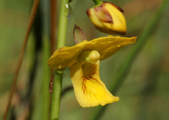 Eulophia speciosa
