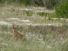 Caracal caracal caracal