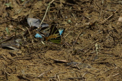 Graphium antiphates