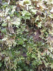 Hymenophyllum wilsonii