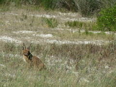Caracal caracal caracal