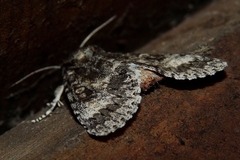 Acronicta megacephala