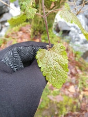 Lamium purpureum