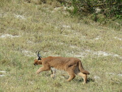Caracal caracal caracal