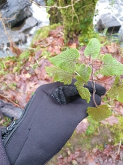 Lamium purpureum