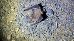 Rhinolophus megaphyllus