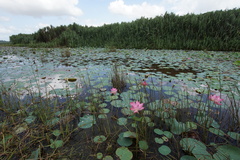 Nelumbo nucifera