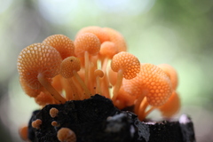 Favolaschia thwaitesii