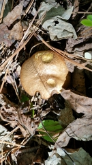 Suillus hirtellus