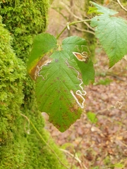 Stigmella aurella