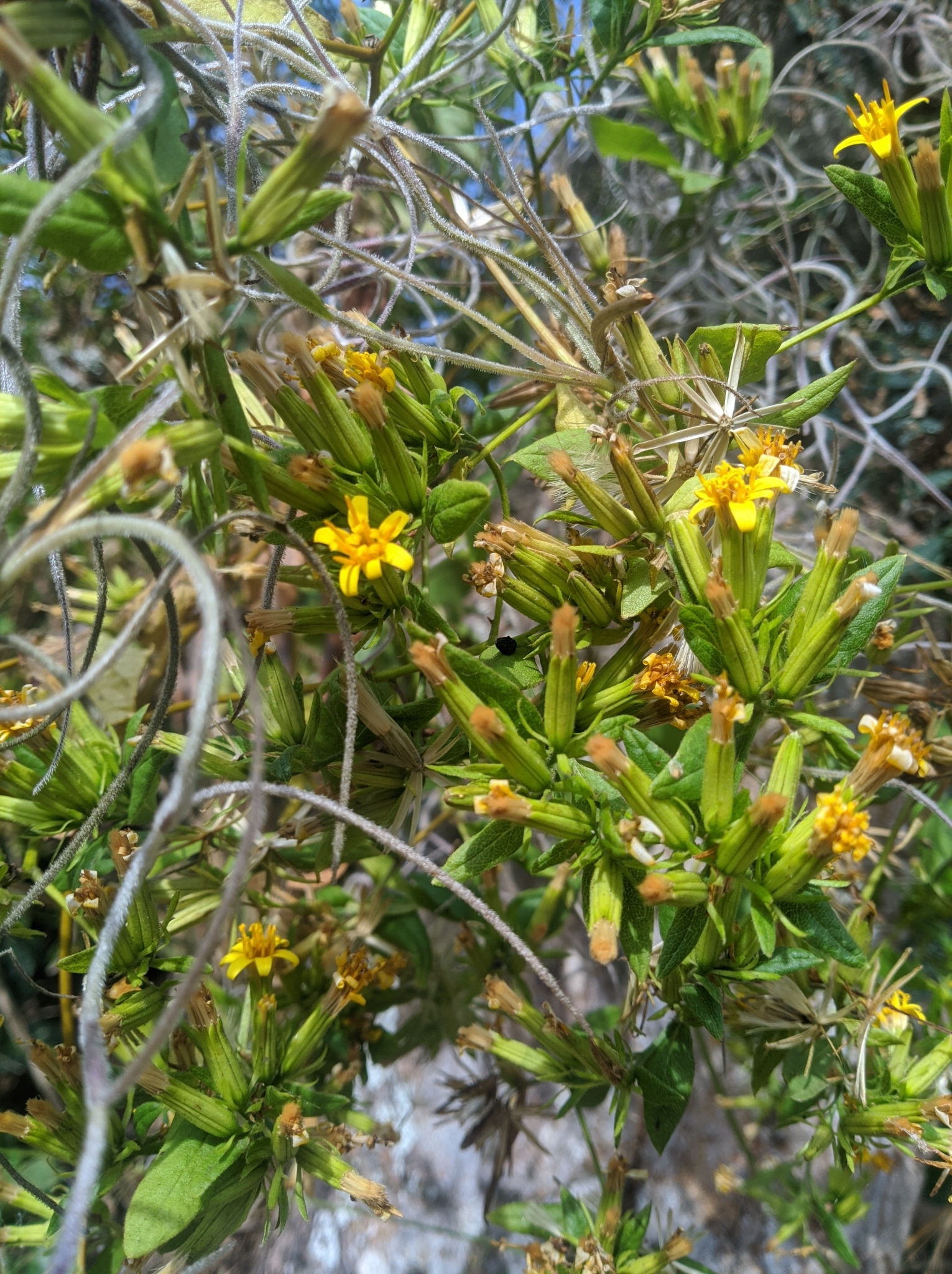 Trixis antimenorrhoea