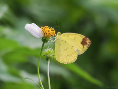 Eurema simulatrix