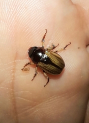 Leucothyreus marginaticollis