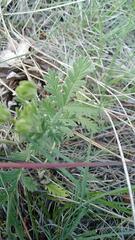 Potentilla pensylvanica