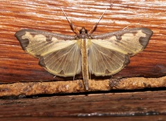 Cadarena pudoraria