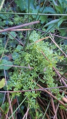 Galium tinctorium