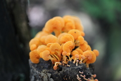 Favolaschia thwaitesii