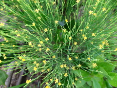 Hypericum gentianoides