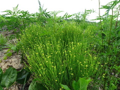 Hypericum gentianoides