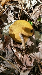 Suillus hirtellus