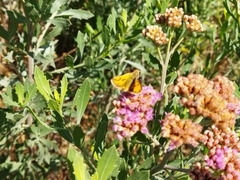 Hylephila fasciolata