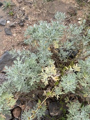 Artemisia thuscula