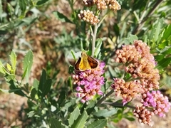 Hylephila fasciolata