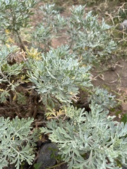 Artemisia thuscula