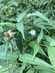 Rubus cardotii