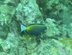 Acanthurus japonicus