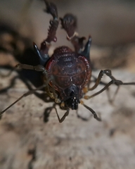 Metagyndes pulchella