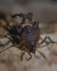 Metagyndes pulchella