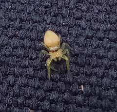 Opisthoncus polyphemus