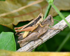 Orphulella concinnula