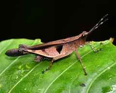Xiphiola cyanoptera