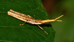 Omura congrua